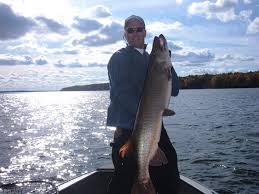 Image result for Esox masquinongy