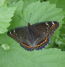 Attēlu rezultāti vaicājumam “Limenitis populi”