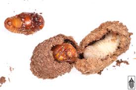 Attēlu rezultāti vaicājumam “Scardia boletella pupa”