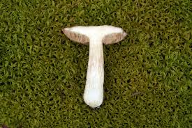 Attēlu rezultāti vaicājumam “Leccinum melaneum”