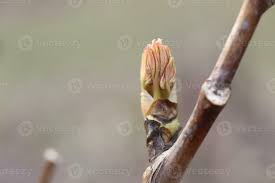 Attēlu rezultāti vaicājumam “Acer platanoides bud”