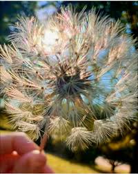 Attēlu rezultāti vaicājumam “Taraxacum officinale aggr. fruit”