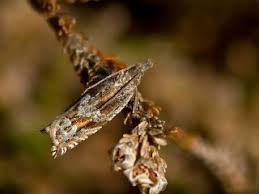Attēlu rezultāti vaicājumam “Ancylis myrtillana”