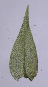 Attēlu rezultāti vaicājumam “Hygroamblystegium varium”