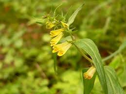 Attēlu rezultāti vaicājumam “Melampyrum pratense”