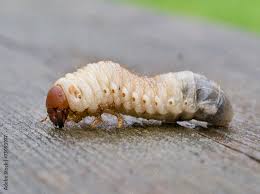 Attēlu rezultāti vaicājumam “Oryctes nasicornis larva”