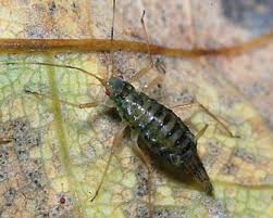 Attēlu rezultāti vaicājumam “Drepanosiphum platanoidis”