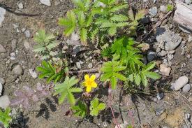 Attēlu rezultāti vaicājumam “Argentina anserina”
