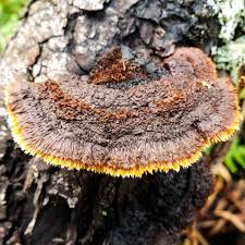 Attēlu rezultāti vaicājumam “Gloeophyllum sepiarium”