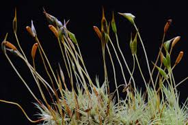 Attēlu rezultāti vaicājumam “Dicranum polysetum sporophyte”