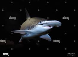 Image result for Sphyrna tiburo