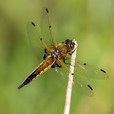 Attēlu rezultāti vaicājumam “Coenagrion armatum male”