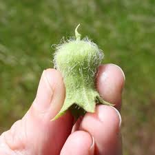 Attēlu rezultāti vaicājumam “Hyoscyamus niger fruit”