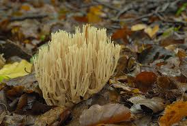 Attēlu rezultāti vaicājumam “Ramaria stricta”
