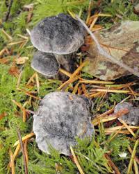 Attēlu rezultāti vaicājumam “Sarcodon imbricatum”