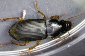 Attēlu rezultāti vaicājumam “Pseudoophonus rufipes”