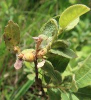 Attēlu rezultāti vaicājumam “Rabdophaga heterobia”