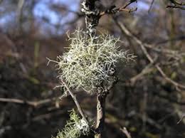Attēlu rezultāti vaicājumam “Usnea subfloridana”