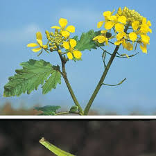Attēlu rezultāti vaicājumam “Sinapis alba leaf”