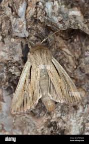 Attēlu rezultāti vaicājumam “Leucania comma”