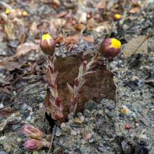 Attēlu rezultāti vaicājumam “Tussilago farfara bud”