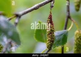 Attēlu rezultāti vaicājumam “Betula humilis fruit”