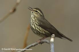 Image result for Seiurus noveboracensis