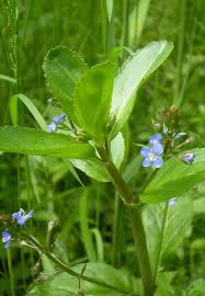 Attēlu rezultāti vaicājumam “Veronica beccabunga flower”