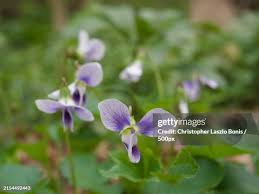 Attēlu rezultāti vaicājumam “Viola odorata bud”