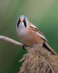 Attēlu rezultāti vaicājumam “Panurus biarmicus”