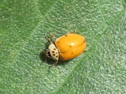 Attēlu rezultāti vaicājumam “Adalia decempunctata”