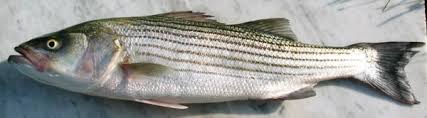 Image result for Morone saxatilis