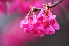 Image result for 緋寒桜