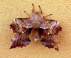 Attēlu rezultāti vaicājumam “Laothoe populi”