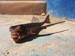 Image result for Dactylopterus volitans