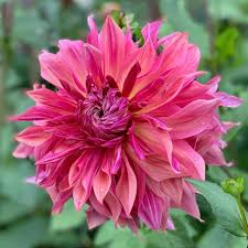 Image result for Dahlia Darkarin`