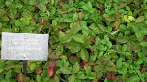 Attēlu rezultāti vaicājumam “Fragaria moschata leaf”