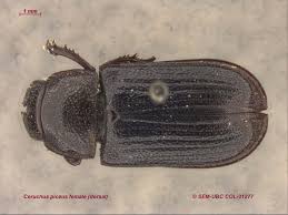 Attēlu rezultāti vaicājumam “Lucanidae”