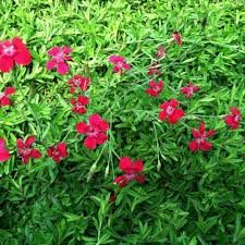 Attēlu rezultāti vaicājumam “Dianthus deltoides”