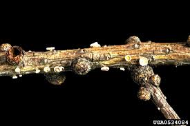 Attēlu rezultāti vaicājumam “Lachnellula willkommii”