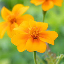 Attēlu rezultāti vaicājumam “Tagetes”