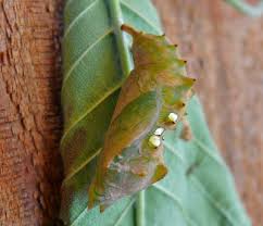 Attēlu rezultāti vaicājumam “Nymphalis pupa”