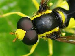 Attēlu rezultāti vaicājumam “Xanthogramma sp.”