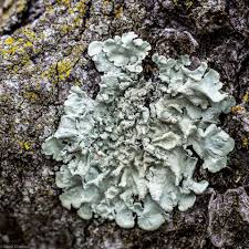 Attēlu rezultāti vaicājumam “Lycogala cf. oleocrystalliferum”