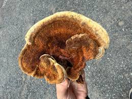 Attēlu rezultāti vaicājumam “Badhamiopsis scripta spores”