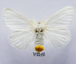 Attēlu rezultāti vaicājumam “Euproctis similis”