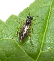 Attēlu rezultāti vaicājumam “Nematus ribesii larva”