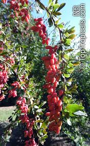 Attēlu rezultāti vaicājumam “Berberis”