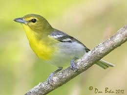 Image result for Vireo flavifrons