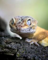 Image result for gravidity leopard gecko